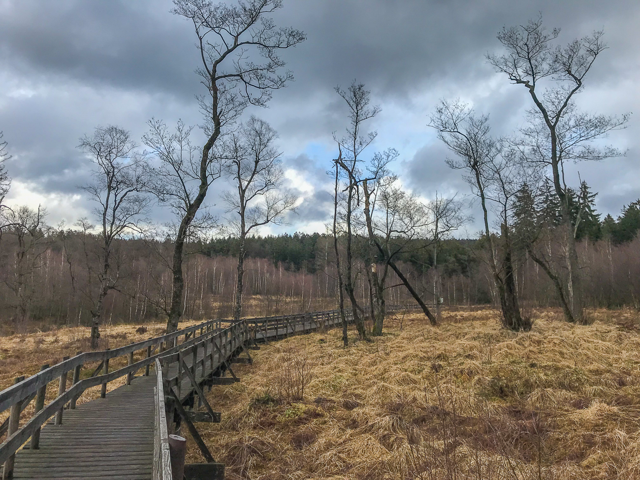 Am Ortelsbrucher Moor