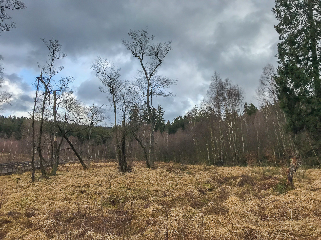 Am Ortelsbrucher Moor