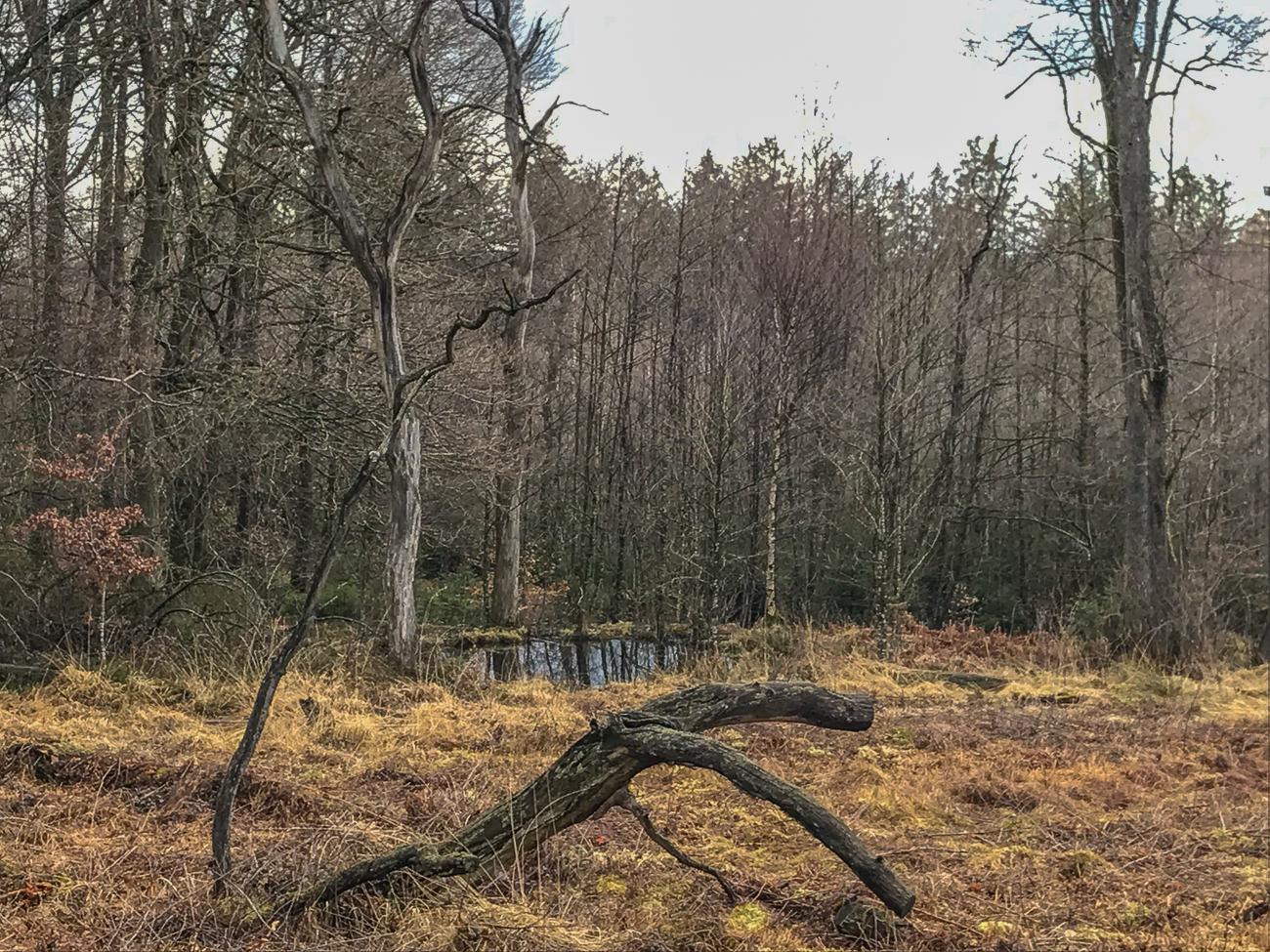 Am Ortelsbrucher Moor