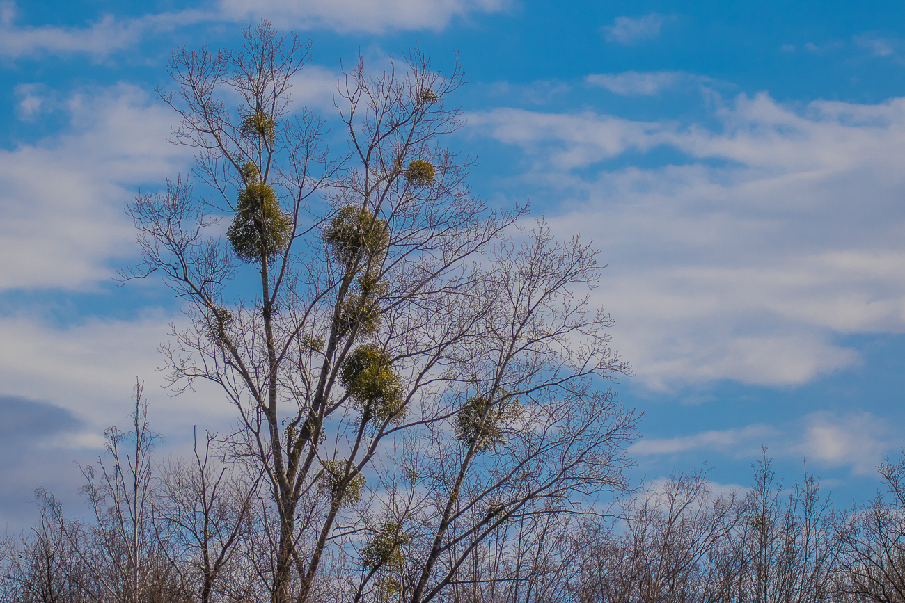 Baum voller Misteln