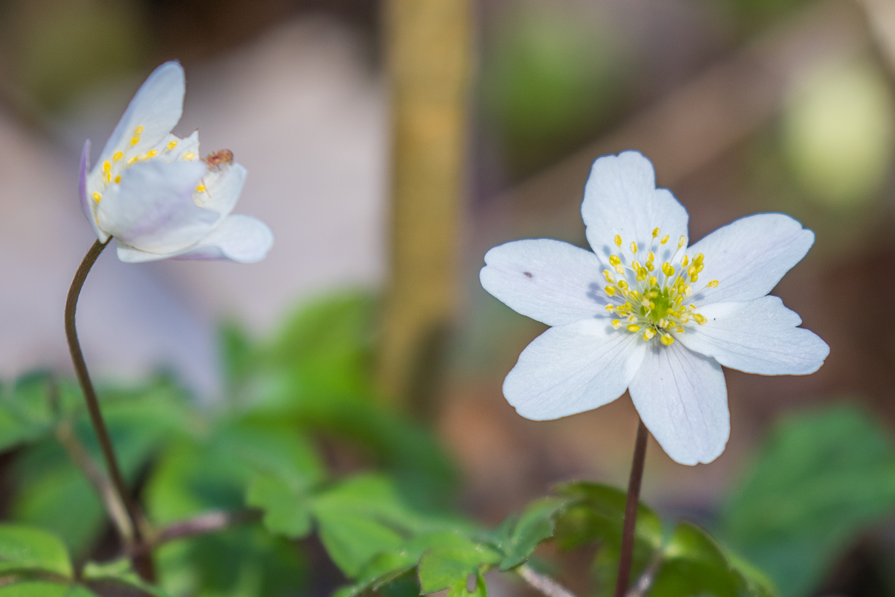 Am Ortelsbrucher Moor