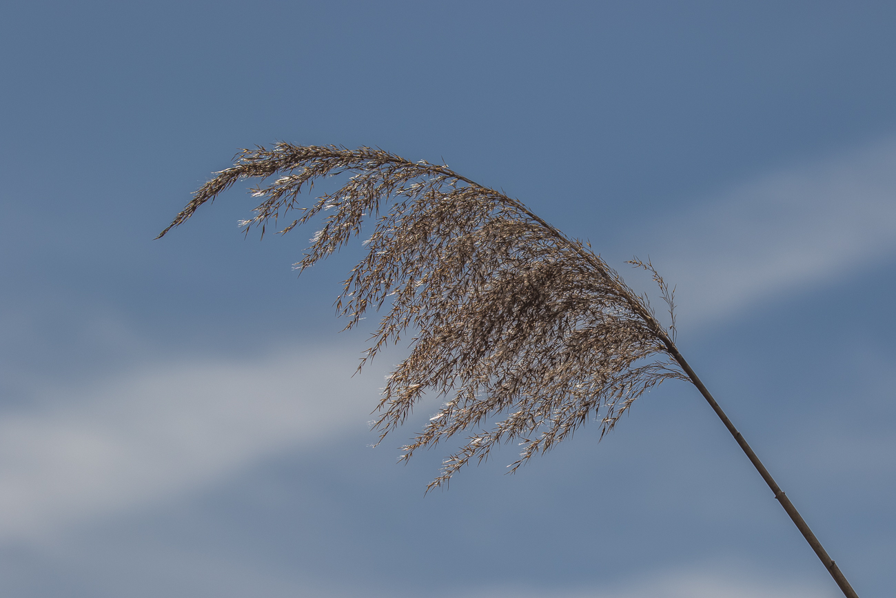 Schilfgras