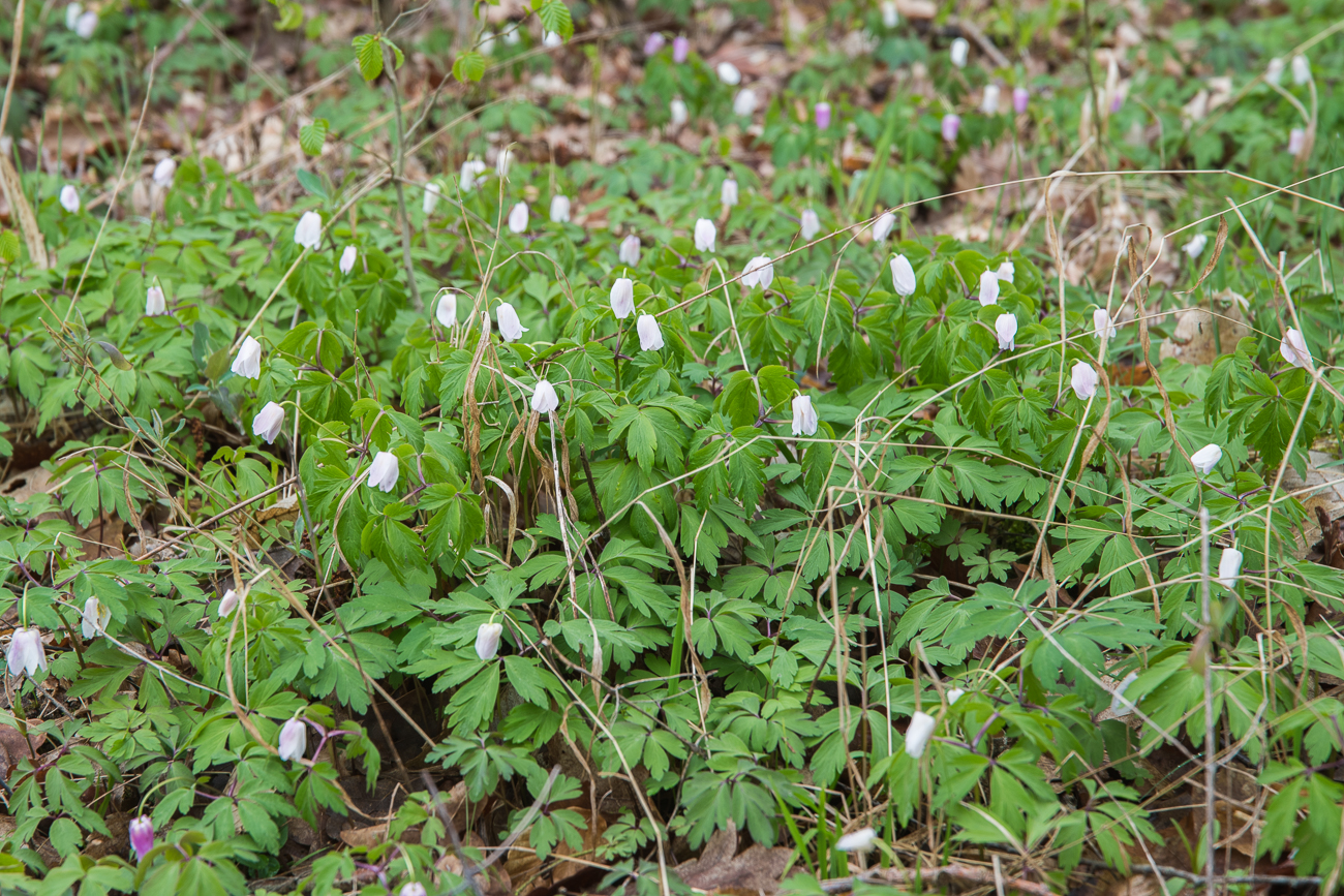 Diese Blümchern habe ich nicht bestimmen können