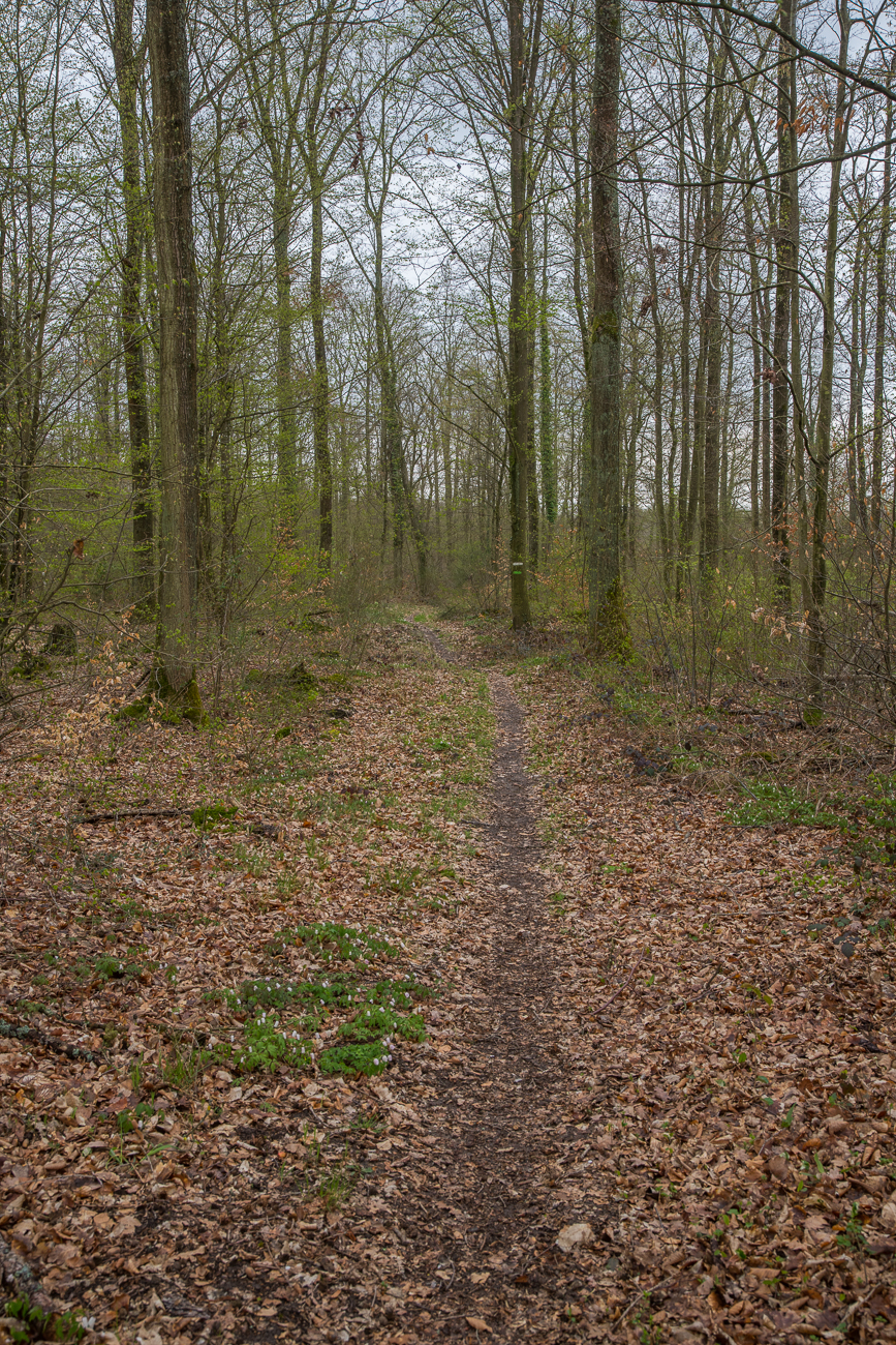 Waldweg auf der Deutschen Seite