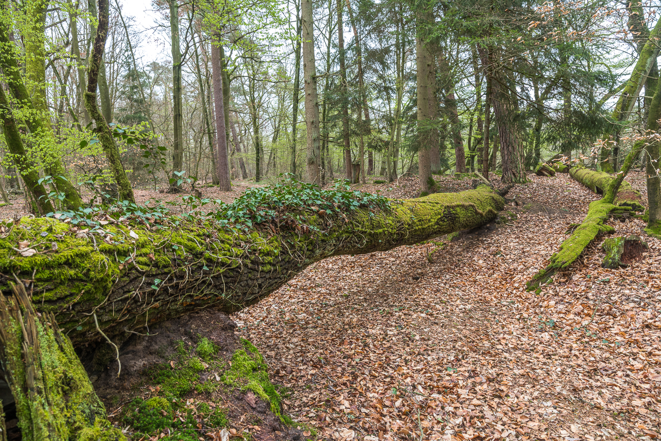 Immer wieder versperren umgestürzte Bäume den Weg