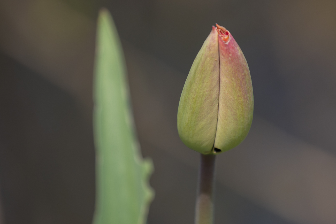 Tulpe, geschlossen