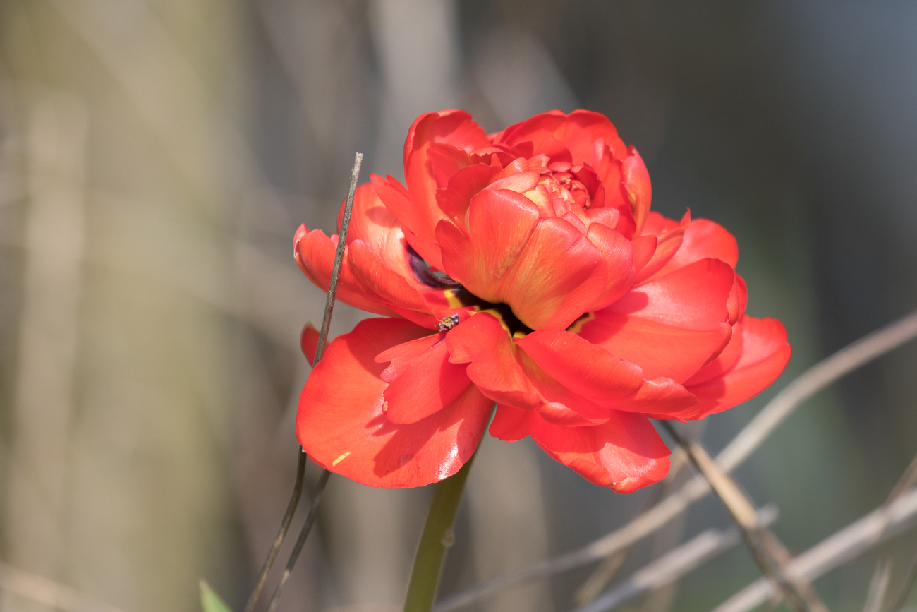 Tulpe, verblüht