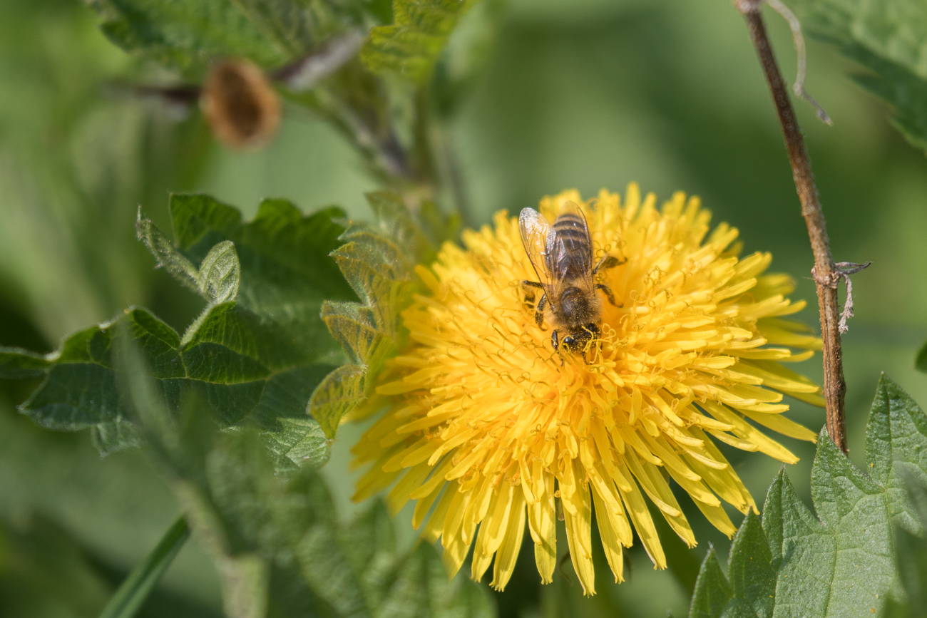 Biene taucht in die Blüte