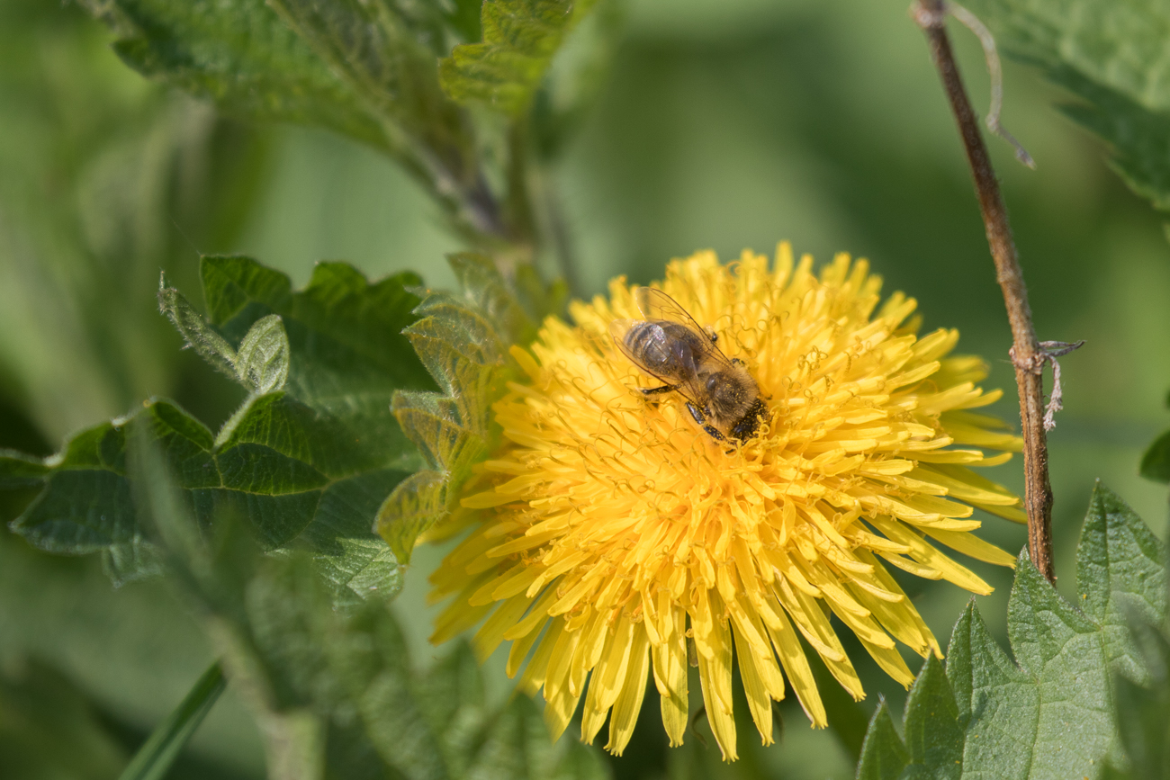 Biene taucht in die Blüte