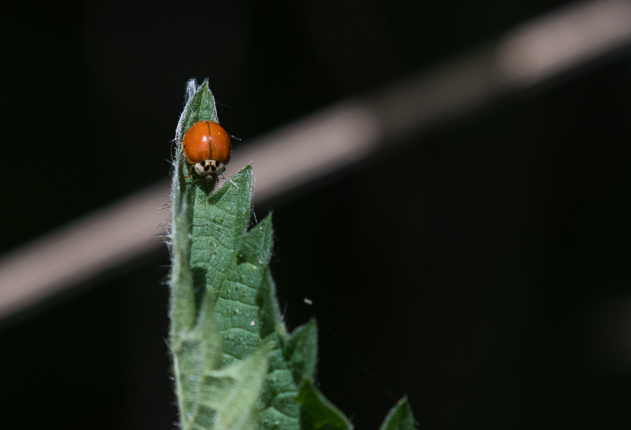Ostasiatischer Marienkäfer