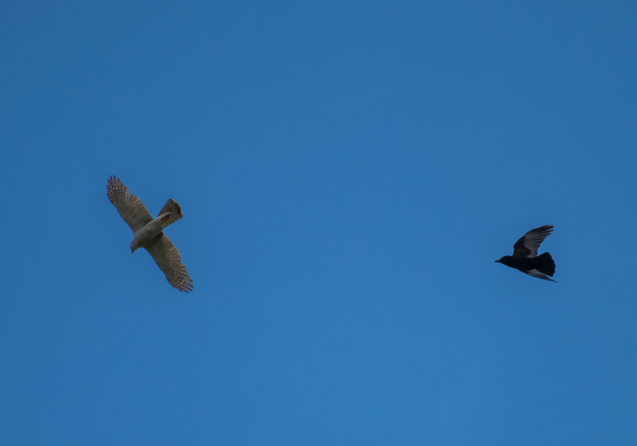 Ein Turmfalke? wird von einer Krähe attakiert
