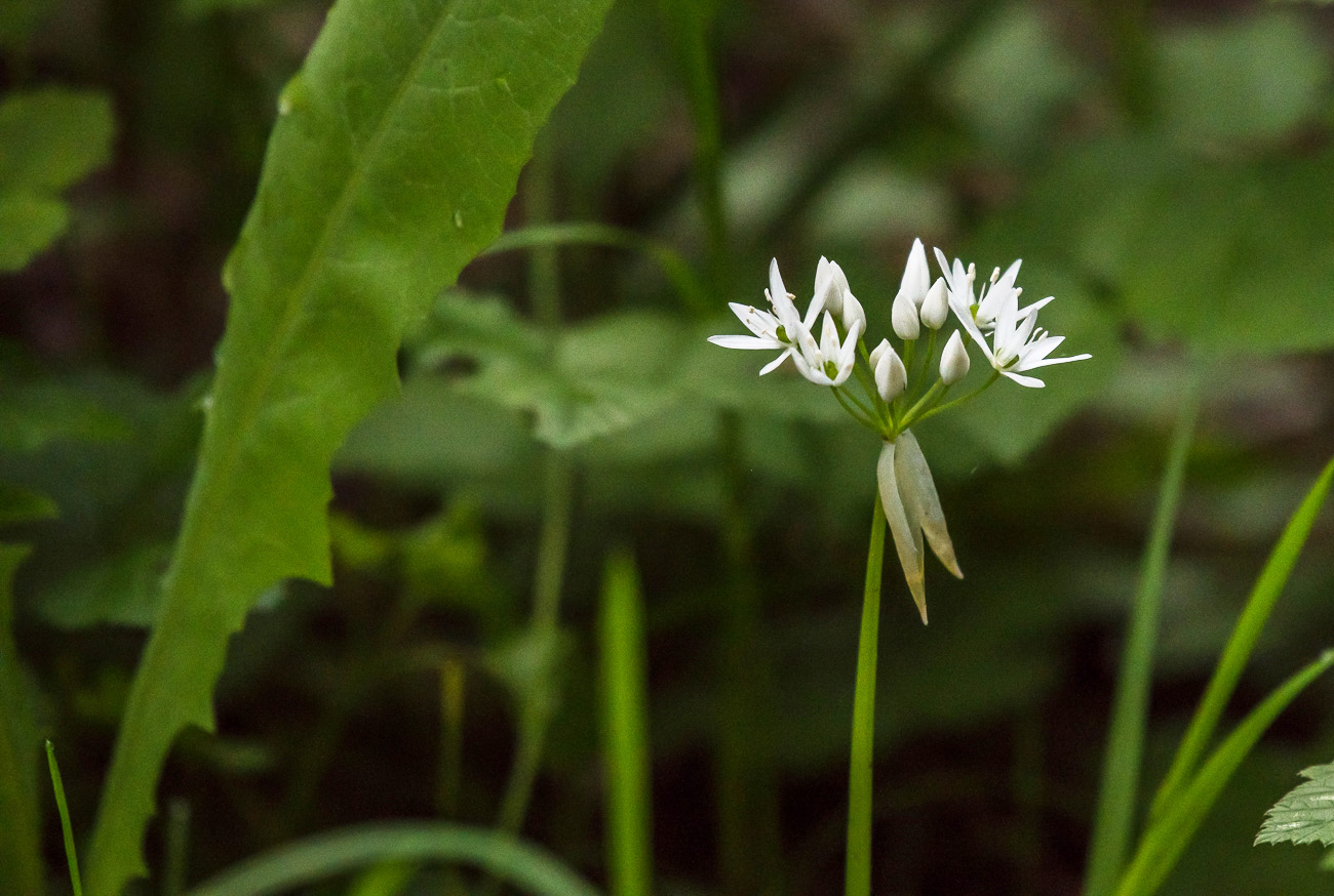 Bärlauch Blüten 
