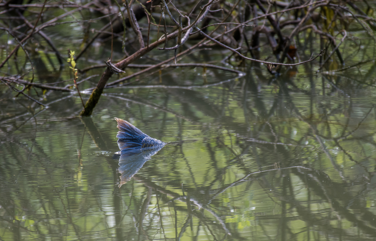 Karpfenflosse im Teich