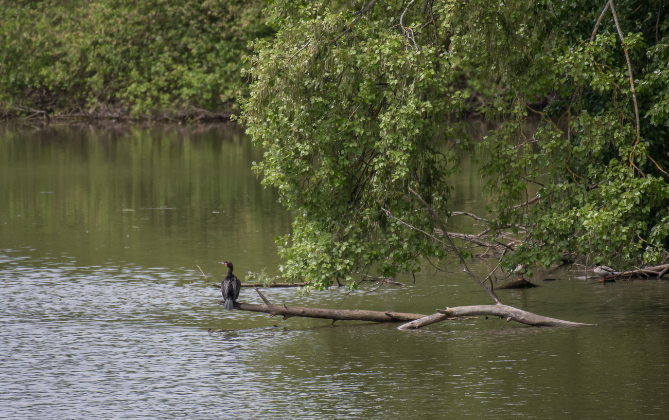 Kormoran