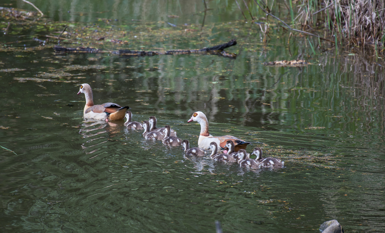 Nilgänse mit neunköpfigen Nachwuchs