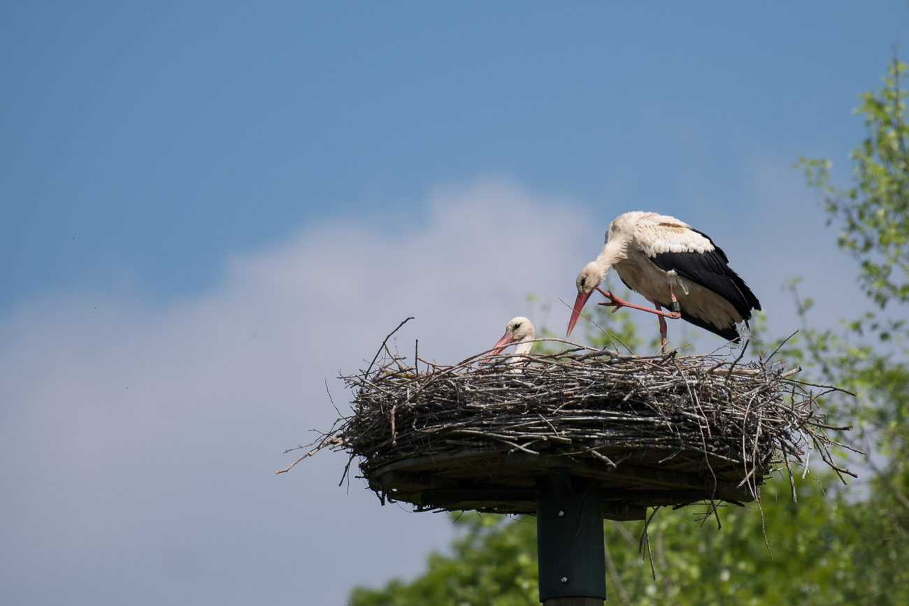 Es wird gekratzt ...