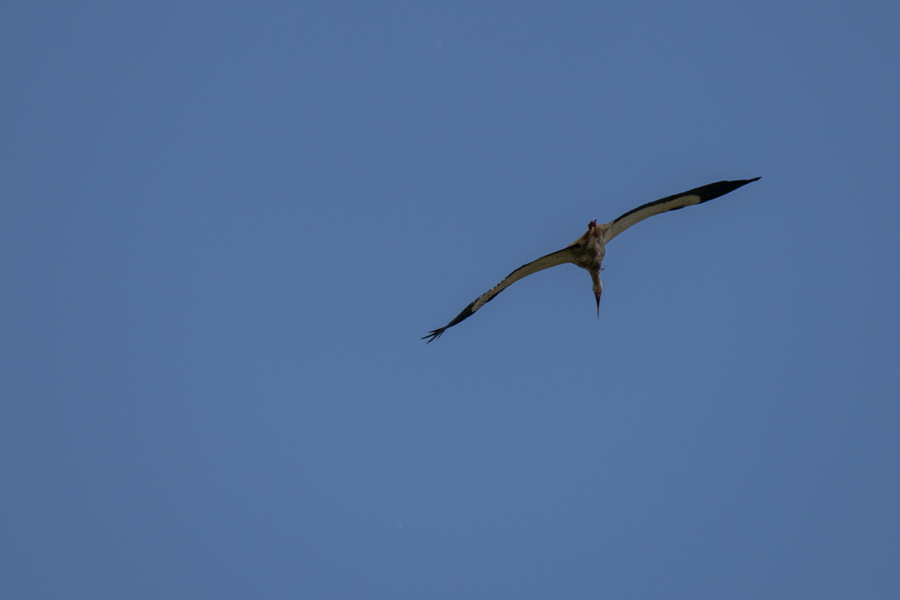 ... weil ein fremder Storch über dem Nest kreist