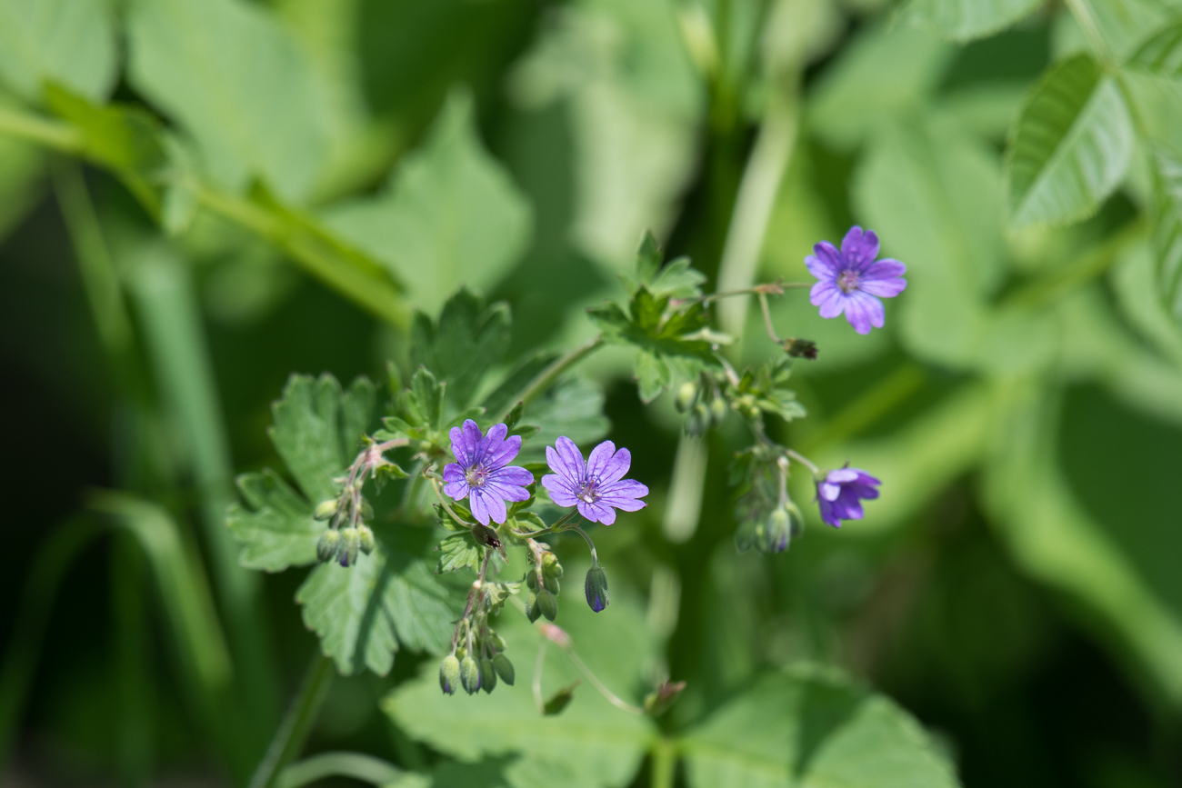 ... strecken sich in die Sonne