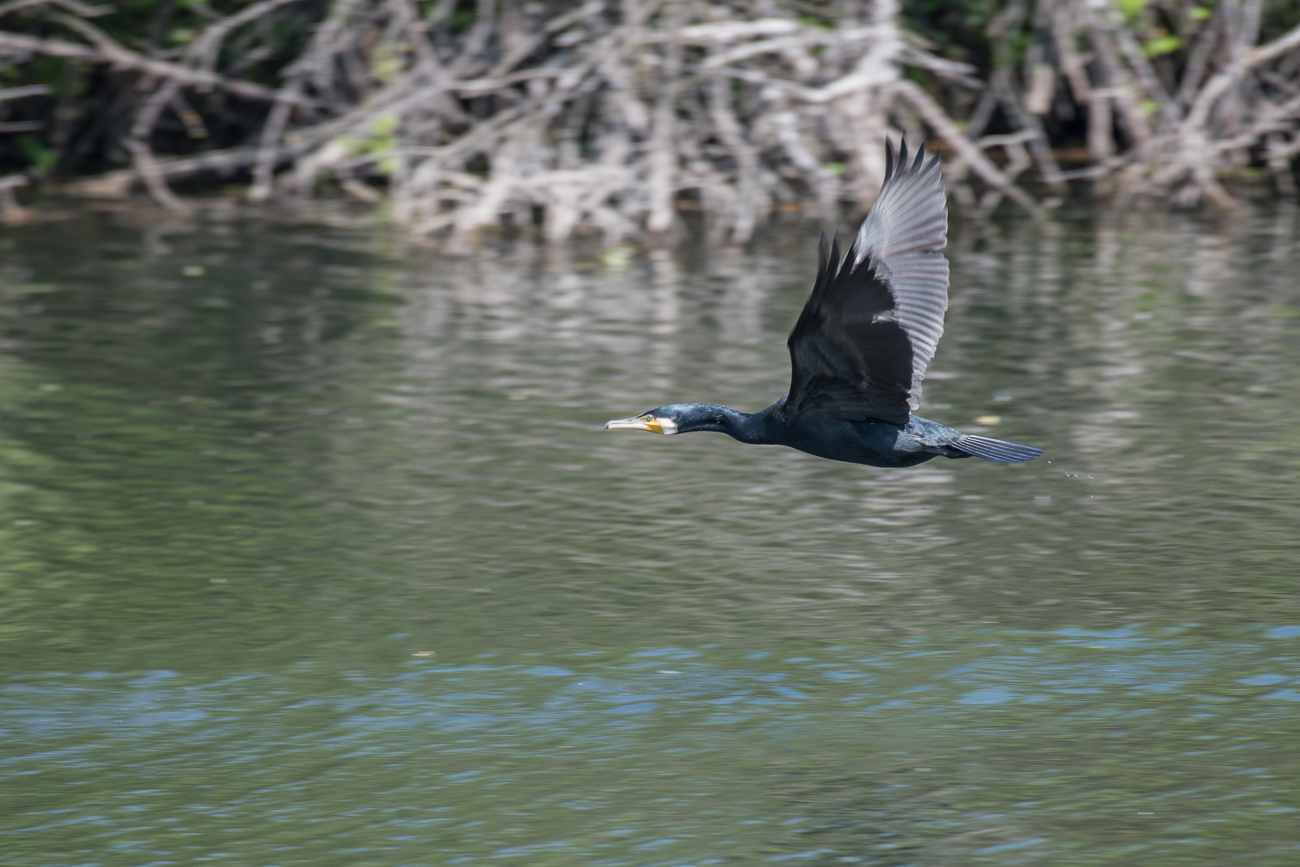 Fliegender Kormoran