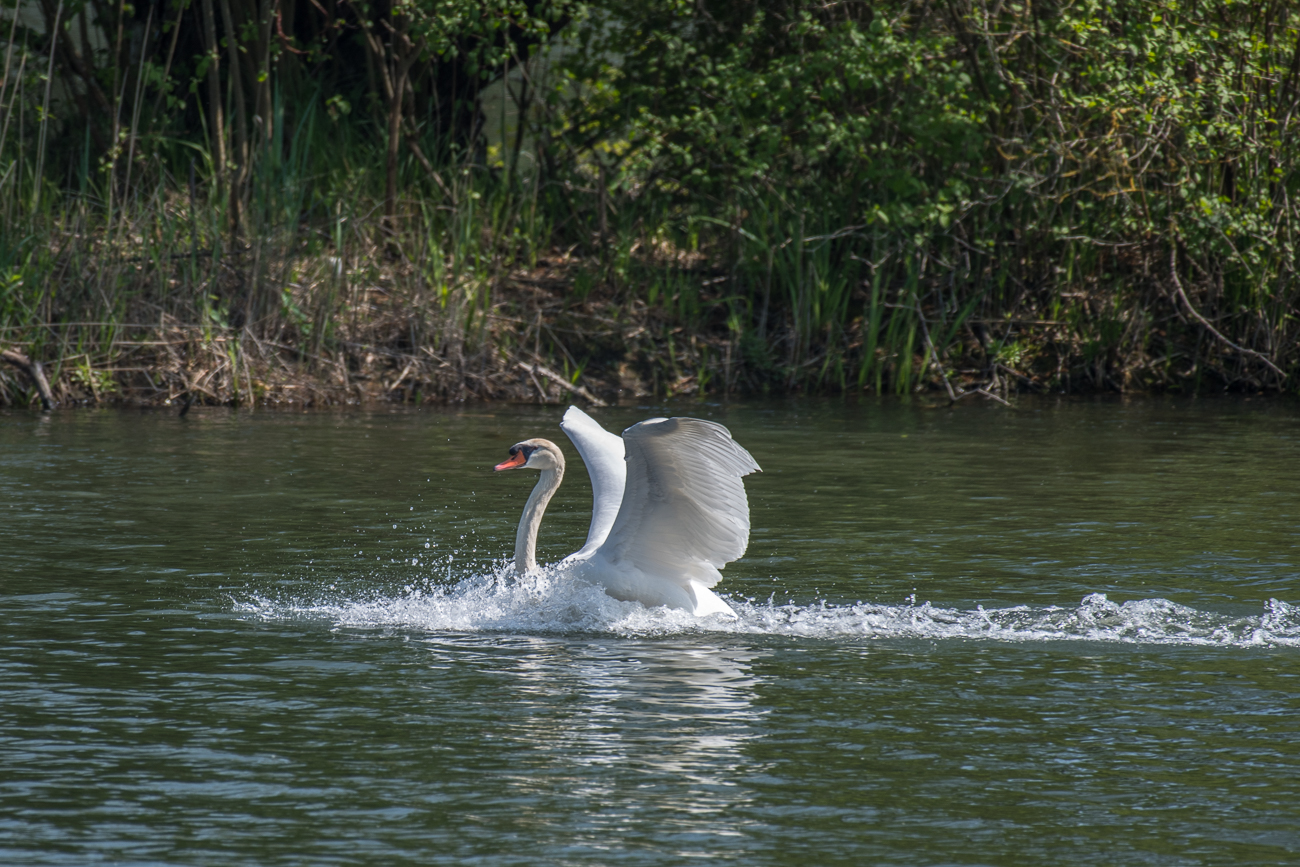 Landender Höckerschwan