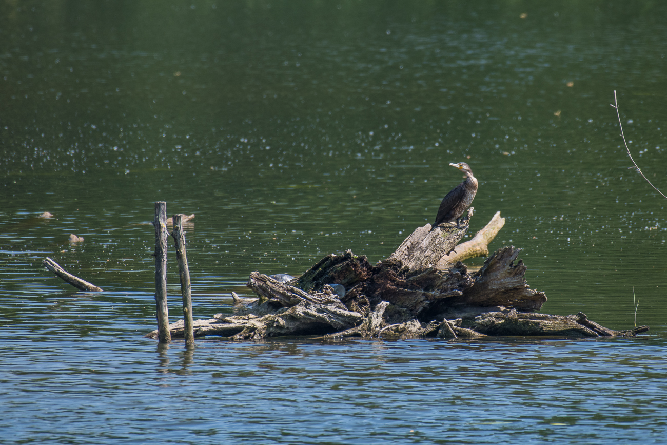 Kormoran