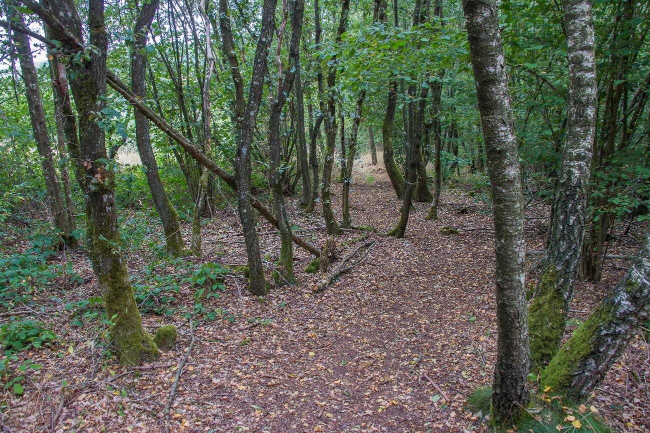 Der Waldweg sieht fast schon herbstlich aus, wegen der Trockenheit?