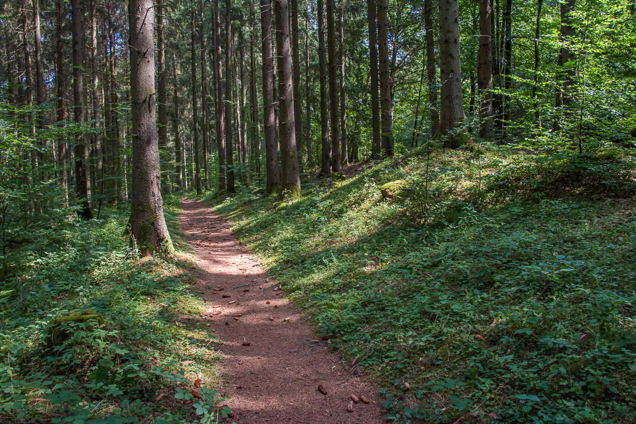 ... dann geradeaus durch den Forst