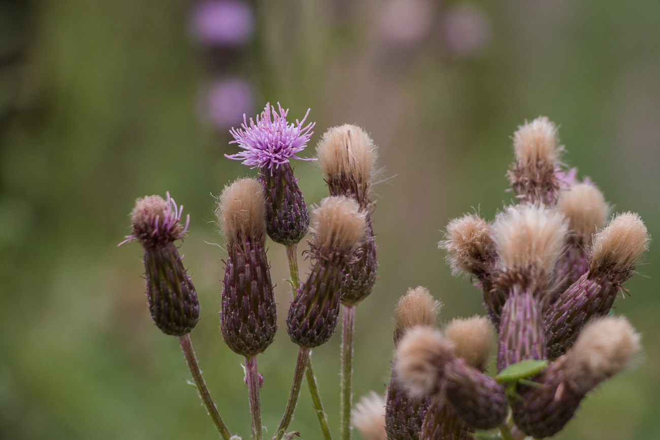 Blüten öffnen sich