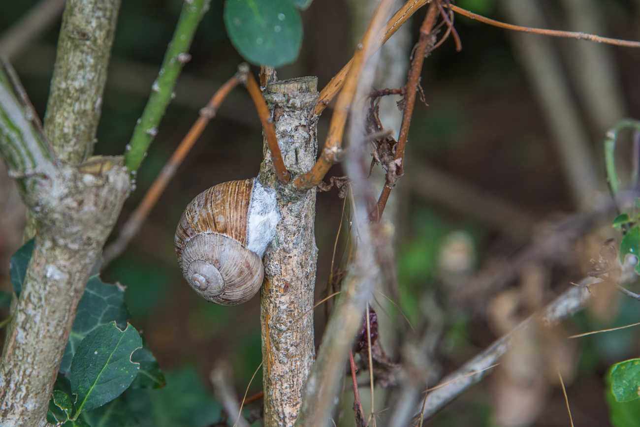Schnecke