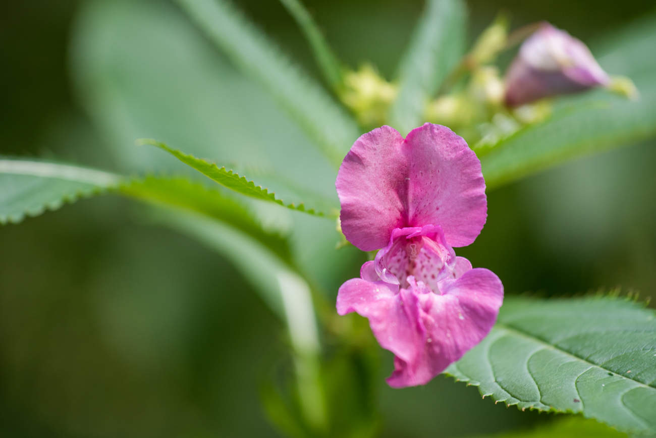 Farbe im grünen Einerlei 