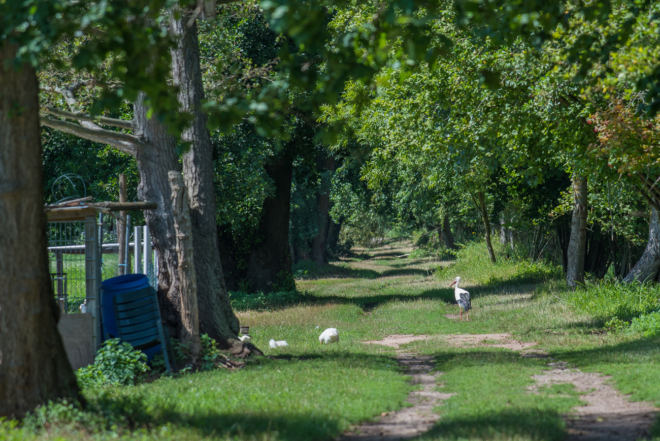 Storch und junge Gänse 