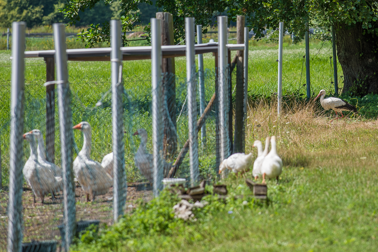 Storch und Gänse