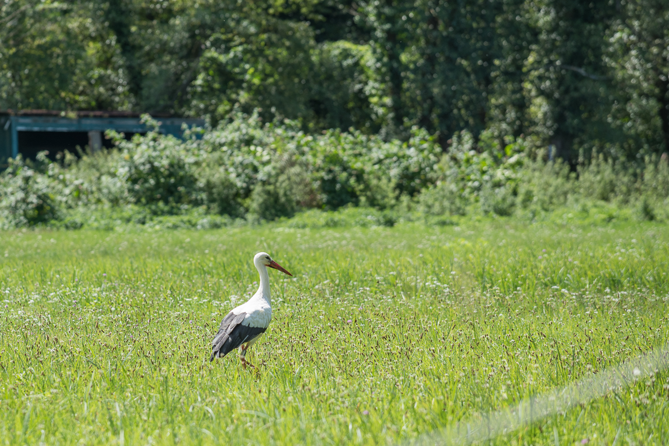 Zweiter Storch auf der Wiese 