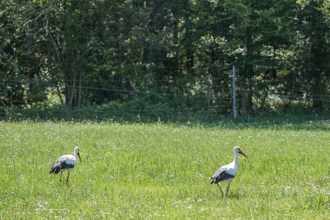 Beide Störche auf der Wiese