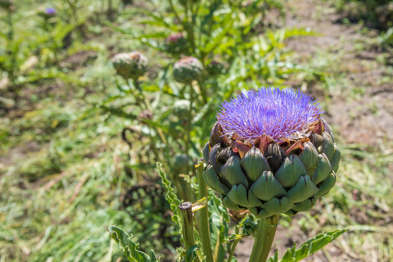 Blühende Artischocke