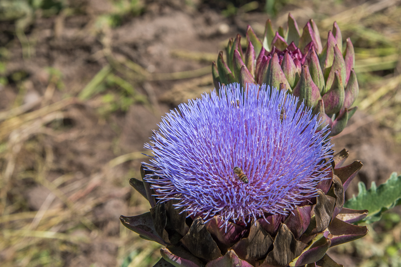 Blühende Artischocke