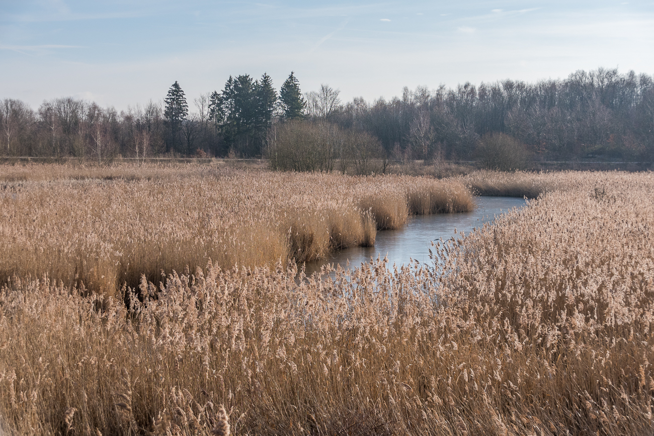 Brönnchsthalweiher, ehem. Absinkweiher der Grube