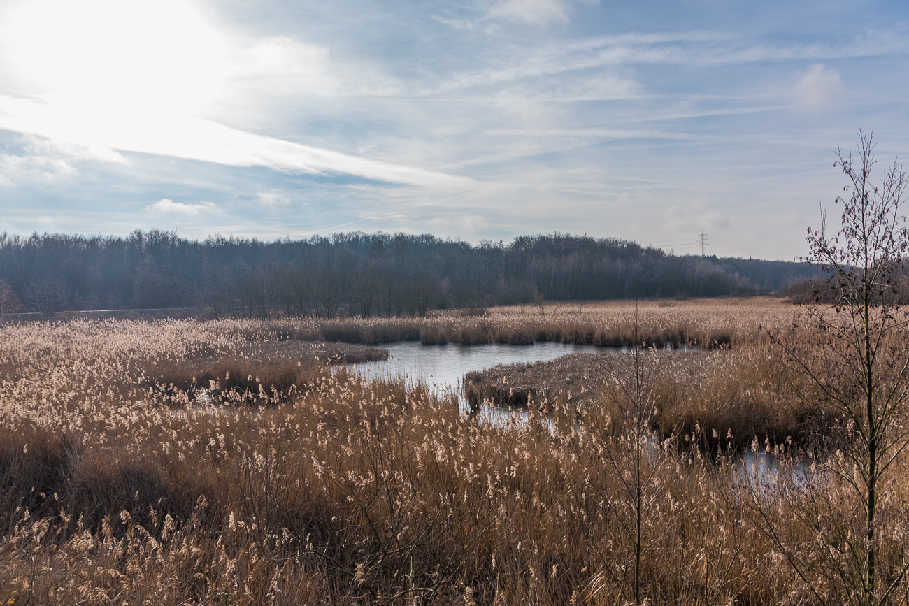 Der Brönnchsthalweiher von der anderen Seite aus gesehen