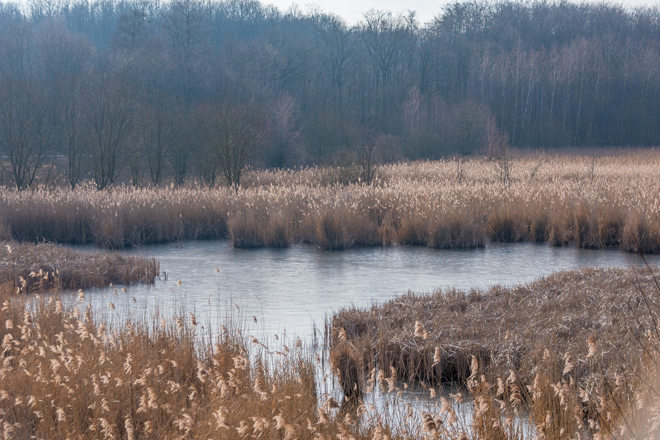 Leider kein Reiher mehr da