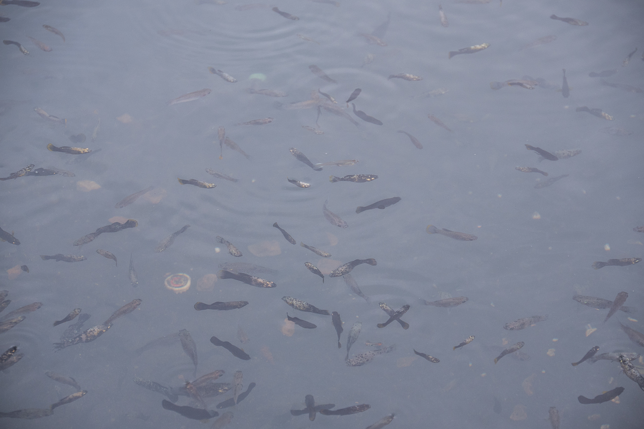 Das warme Wasser ist voller Fische