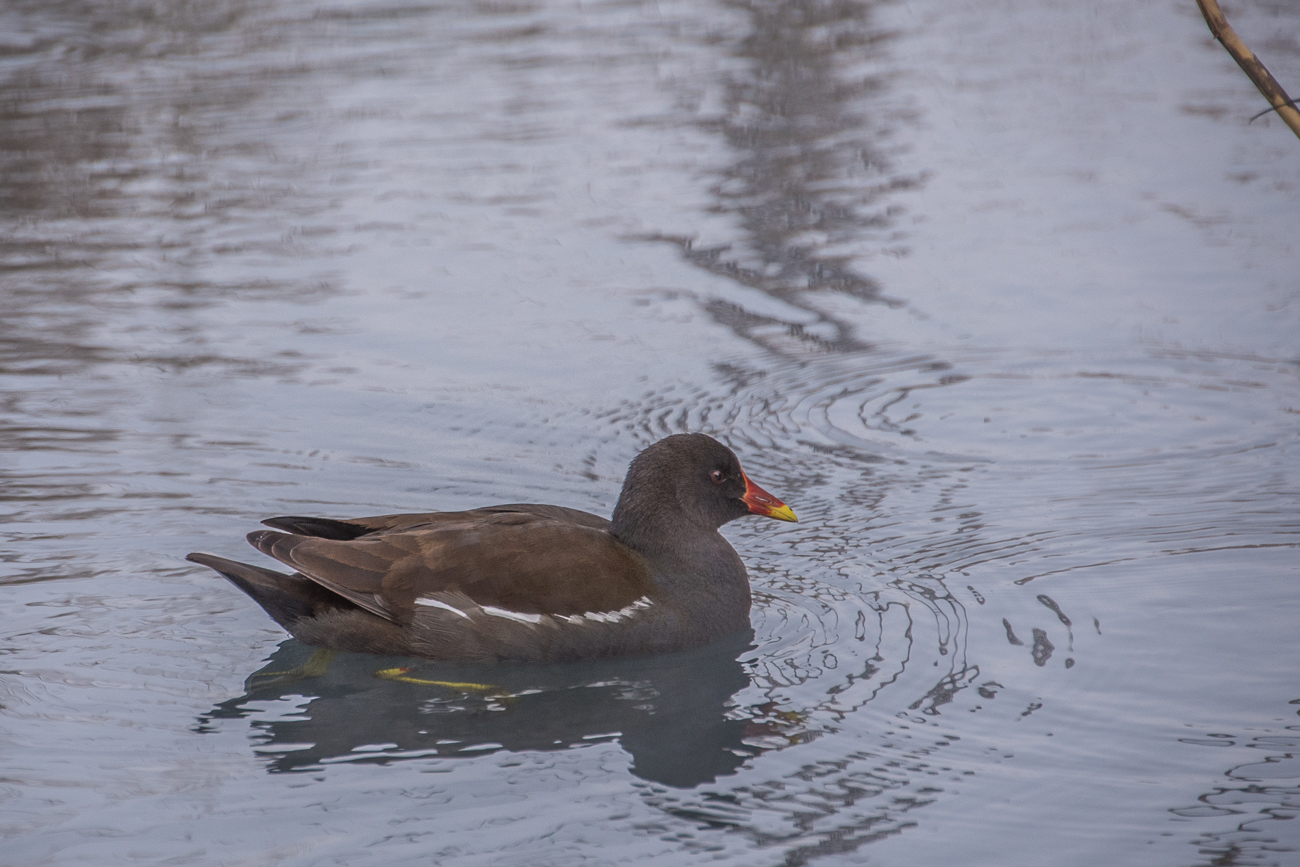 Auch andere Wasservögel gibt es hier