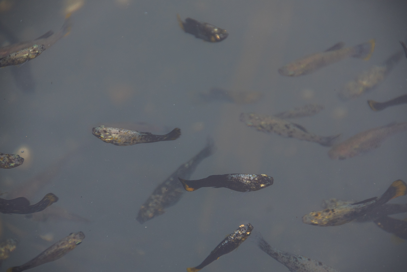 Nahrung für den Eisvogel, den ich zwar gesehen habe, aber nicht ablichten konnte
