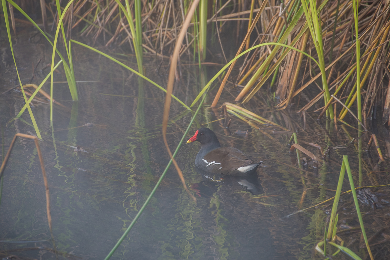 Dafür gibt es zahlreiche Teichrallen ...