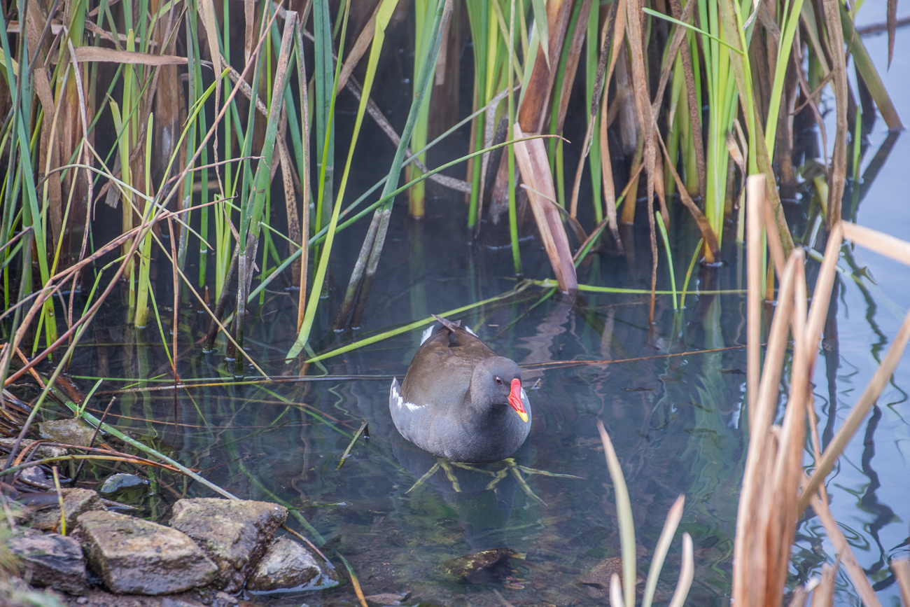 Riesige Füße haben diese Rallen