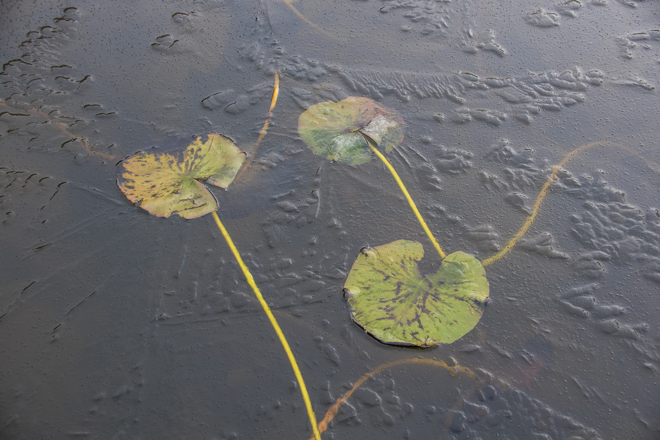 Eingefrorene Seerosenblätter