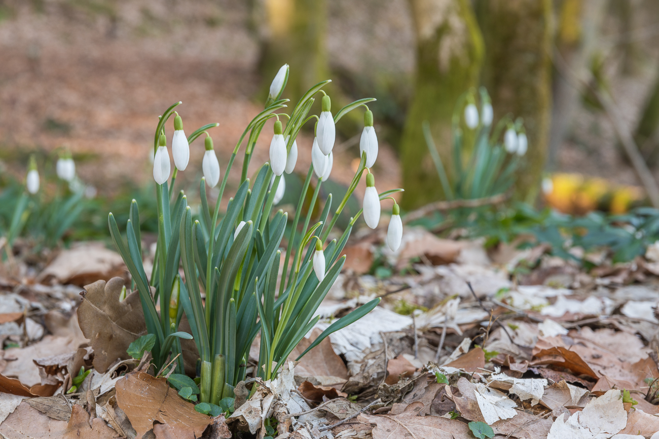 Schneeglöckchen am Ufer