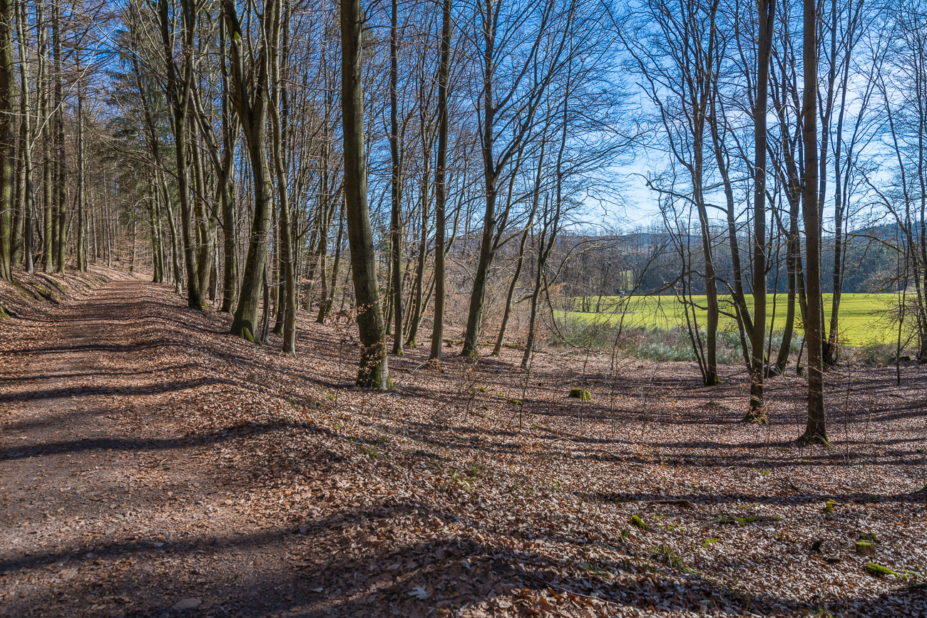 Sonniger Waldweg