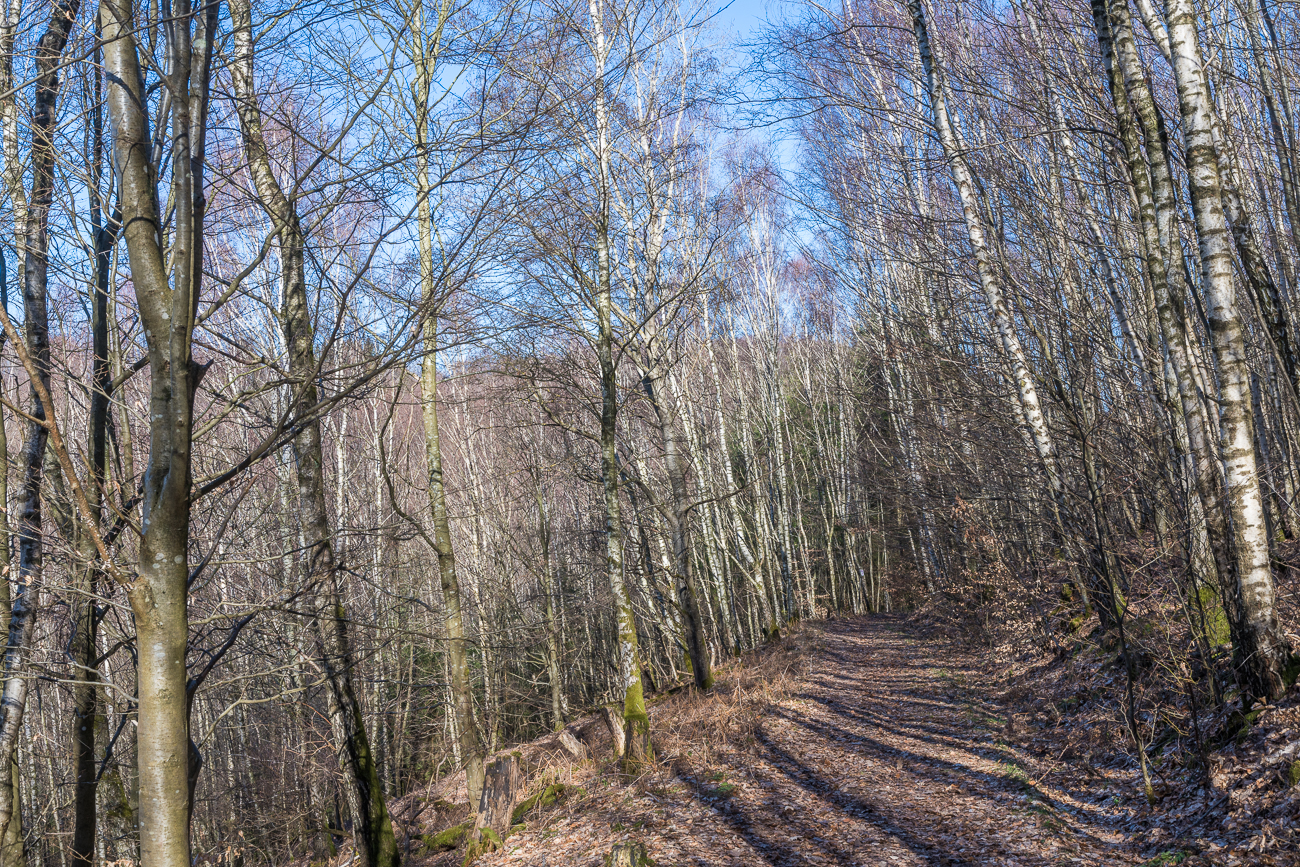 Weg durch einen Birkenhain