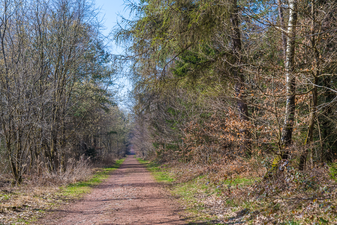 Breiter Waldweg