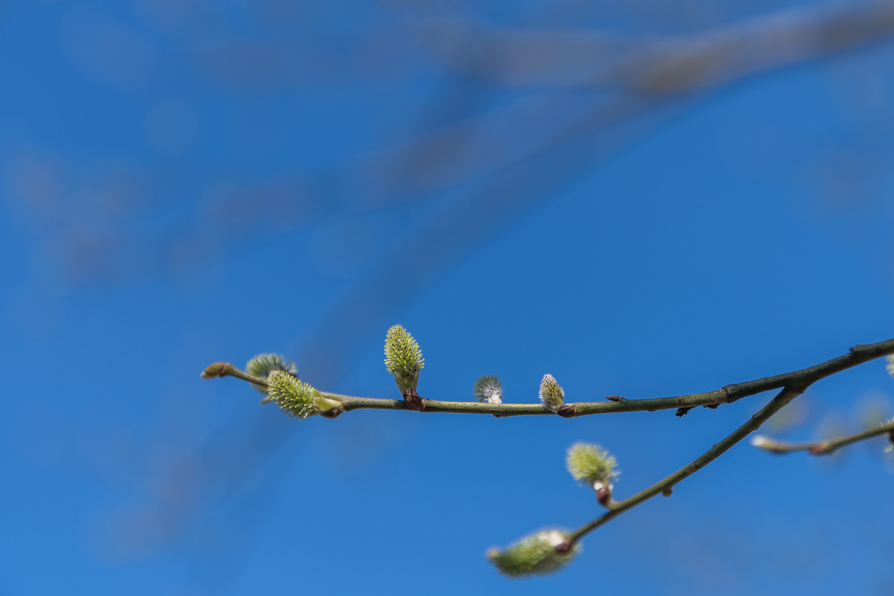 Weidenkätzchen
